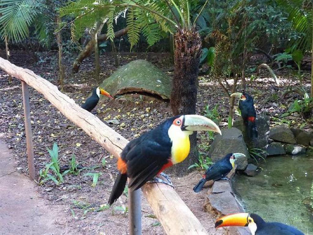 101PARC AUX OISEAUX DANS L AIN 2016 1_000042.jpg